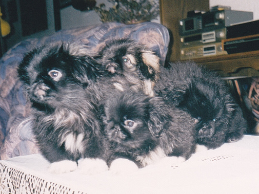 Helinne, Hetie, Hanush a Honey