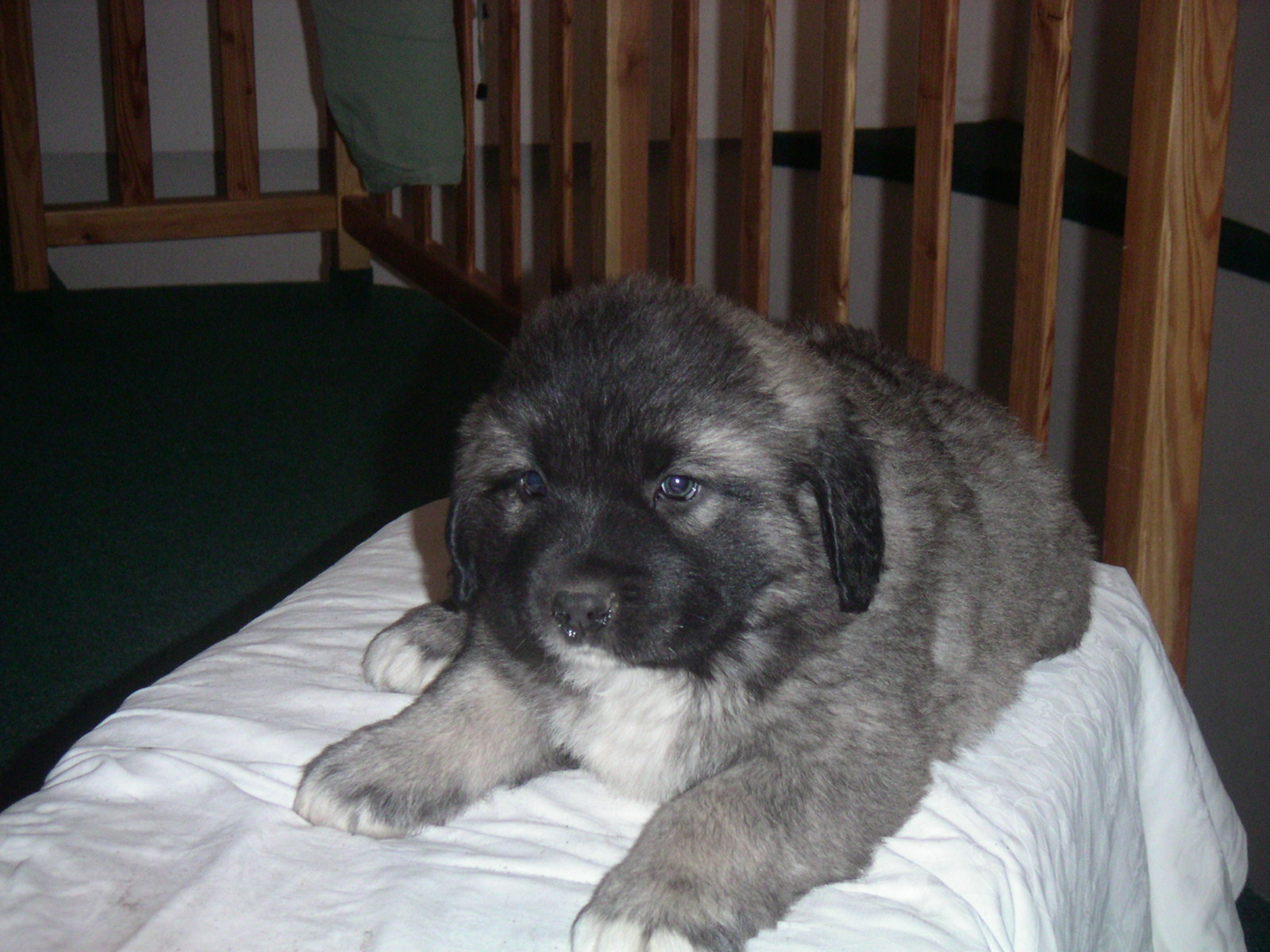 DARSY  miminko