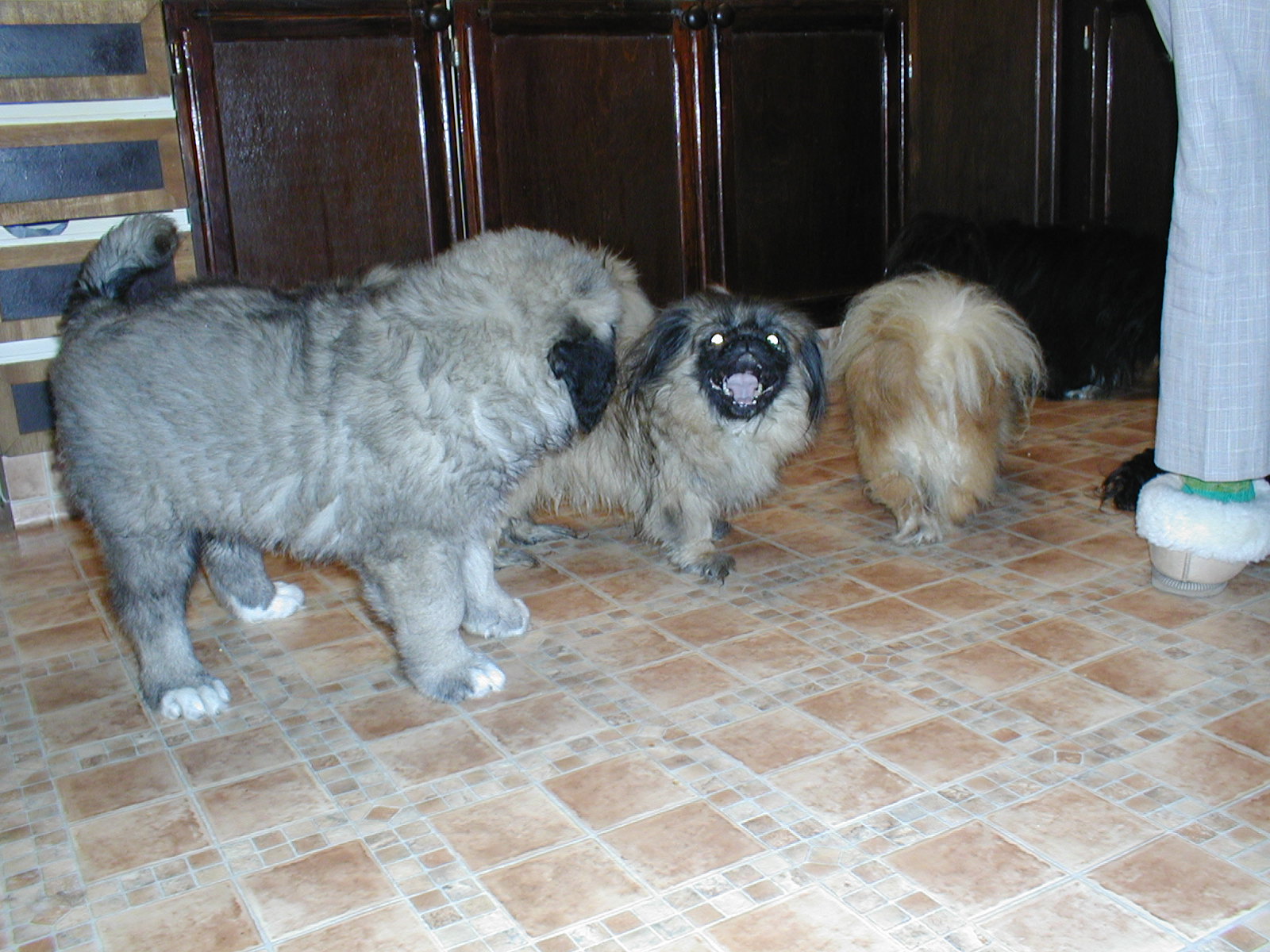 DARSY A PEKINÉZOVé