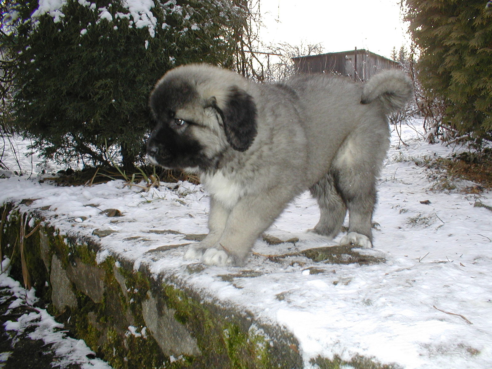 DARSY 1
