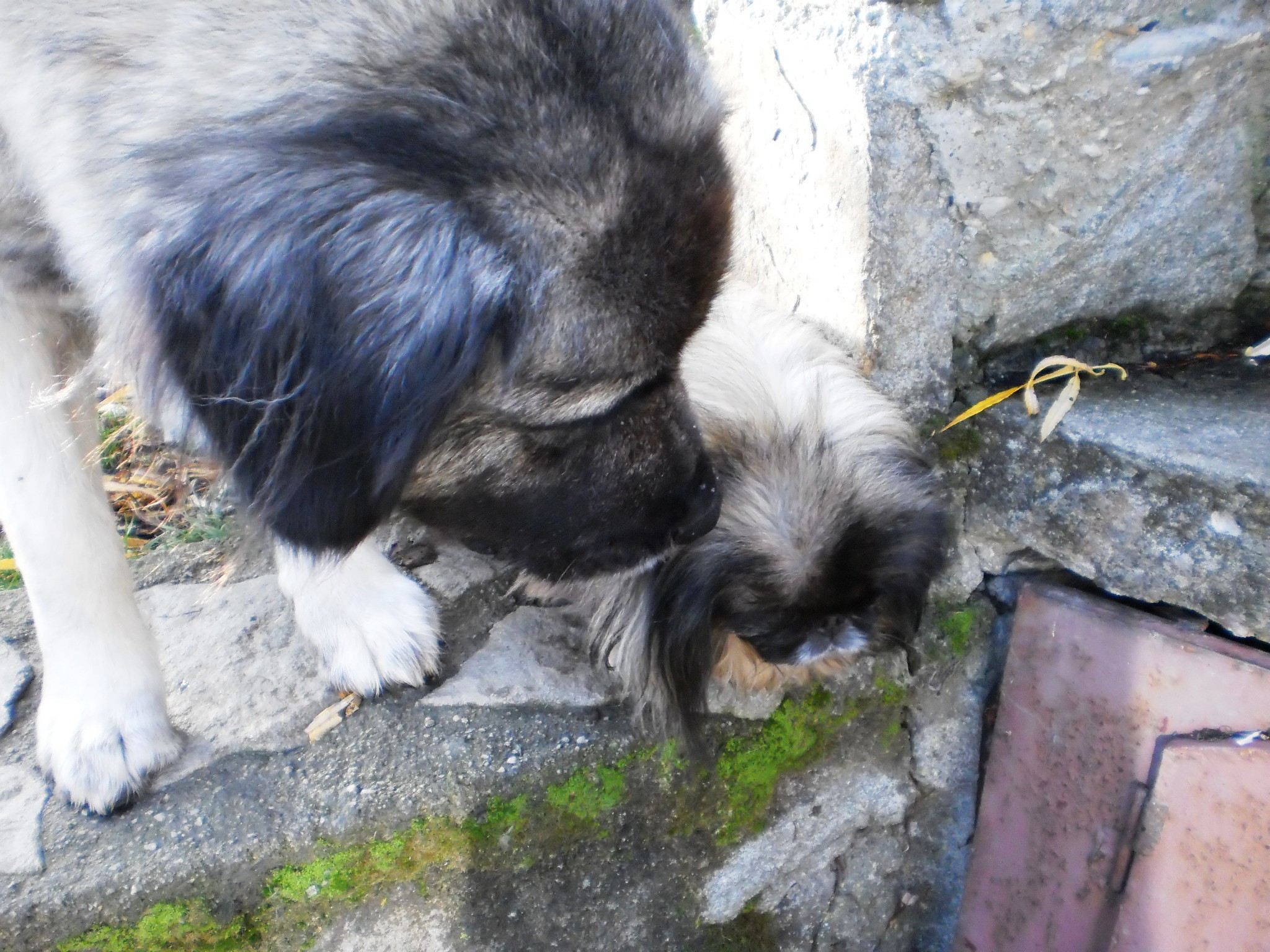 Darsy a Julča