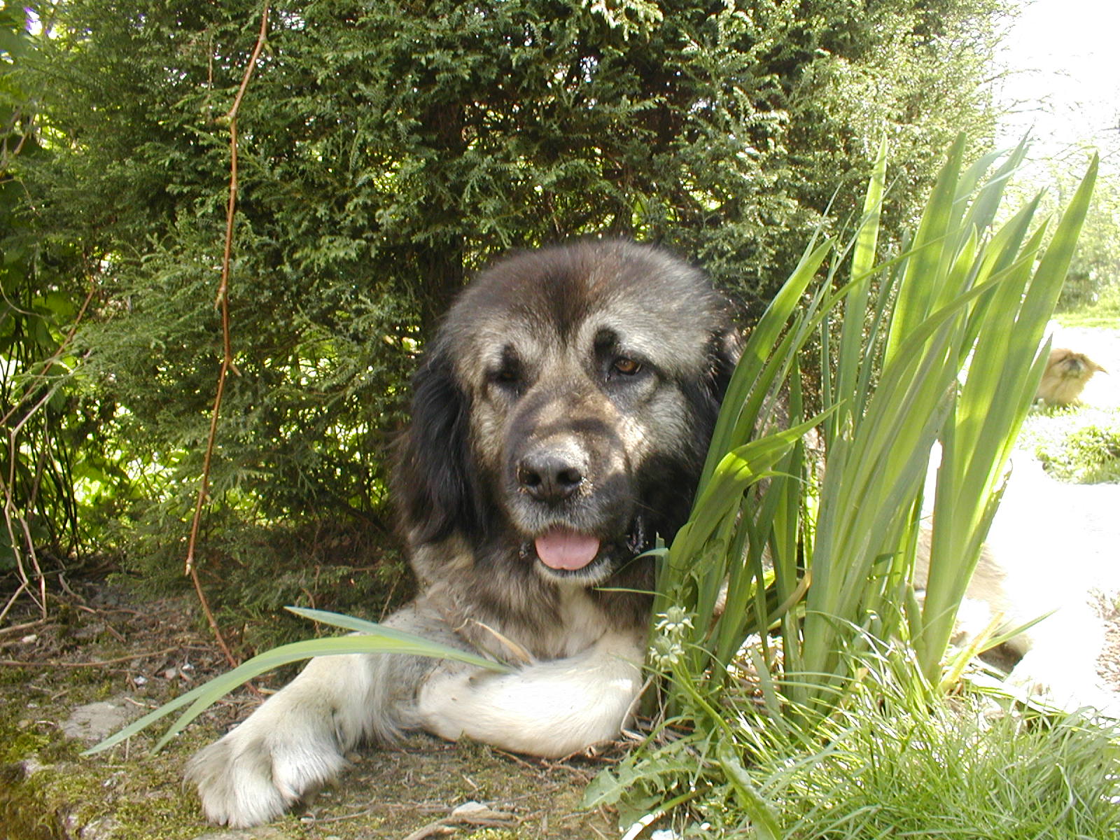 Darsy