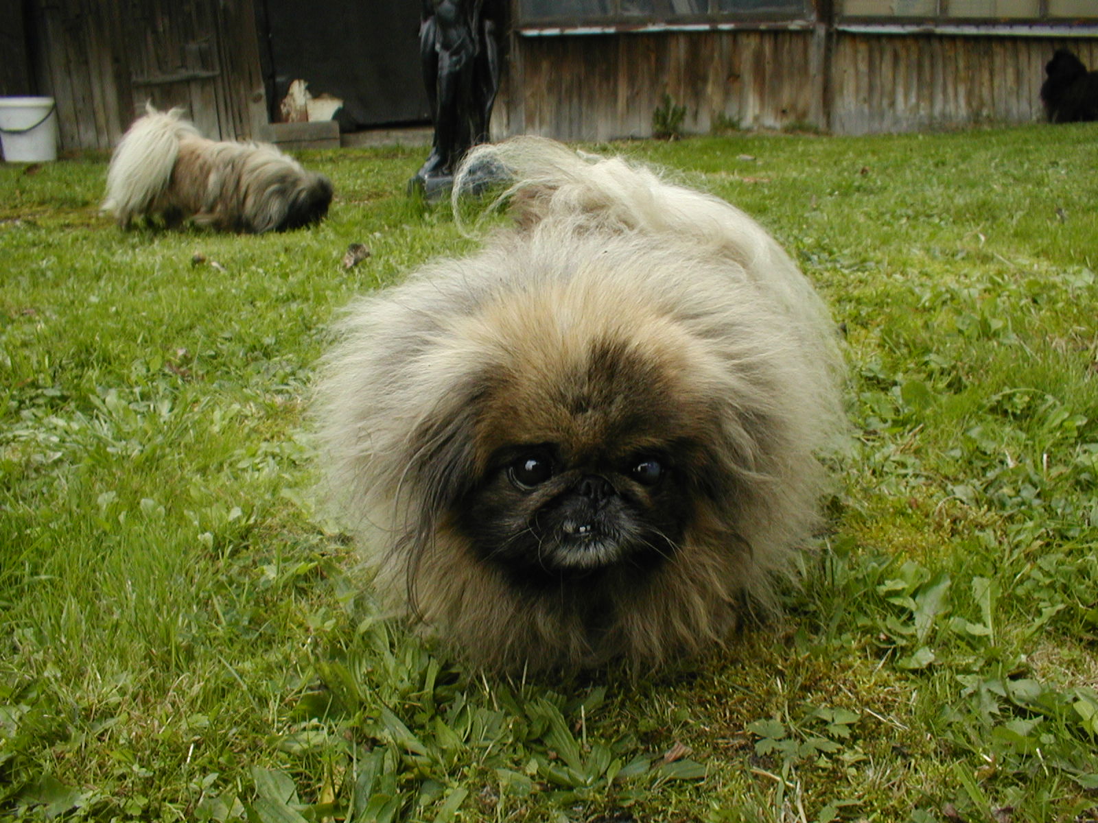 Lucinka v létě